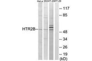 Image no. 1 for anti-Serotonin Receptor 2B (HTR2B) (AA 15-64) antibody (ABIN1535553)
