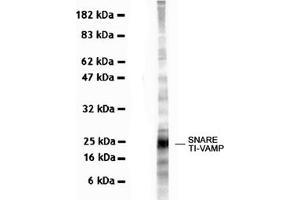 Image no. 2 for anti-Vesicle-Associated Membrane Protein 7 (VAMP7) antibody (ABIN1109463)