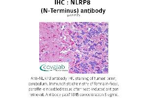 NALP8 antibody  (N-Term)