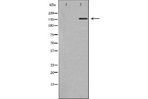 POLA1 antibody  (N-Term)