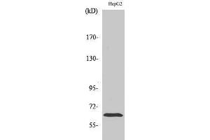 Image no. 3 for anti-Intercellular Adhesion Molecule 1 (ICAM1) (Ser518) antibody (ABIN3185121)