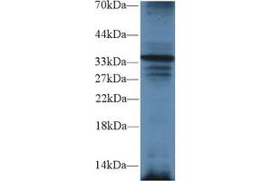Image no. 2 for anti-TNFRSF1A-Associated Via Death Domain (TRADD) (AA 21-259) antibody (ABIN1860857)