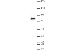 Image no. 1 for anti-Non-SMC Condensin II Complex, Subunit H2 (NCAPH2) antibody (ABIN6972410)