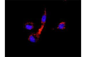 Image no. 1 for CCNB1 & CDKN1A Protein Protein Interaction Antibody Pair (ABIN1339863)