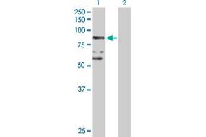 BBS7 antibody  (AA 1-715)