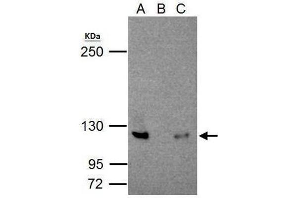 anti-Nuclear Factor of kappa Light Polypeptide Gene Enhancer in B-Cells 2 (NFKB2) (C-Term) antibody