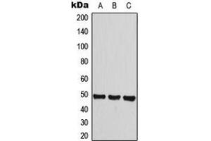 Image no. 2 for anti-Histamine Receptor H3 (HRH3) (Center) antibody (ABIN2706304)