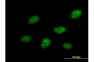 Image no. 1 for anti-CDC14 Cell Division Cycle 14B (CDC14B) (AA 1-471) antibody (ABIN522008)