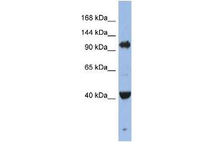 Image no. 1 for anti-Eukaryotic Translation Initiation Factor 2C, 4 (EIF2C4) (Middle Region) antibody (ABIN2787830)