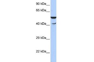 Image no. 1 for anti-HSPB (Heat Shock 27kDa) Associated Protein 1 (HSPBAP1) (N-Term) antibody (ABIN2781214)