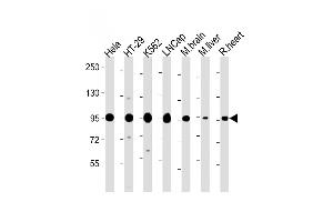 SREBF chaperone anticorps  (AA 604-632)
