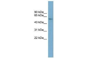 Image no. 1 for anti-Cytochrome P450, Family 2, Subfamily A, Polypeptide 7 (CYP2A7) (Middle Region) antibody (ABIN636075)