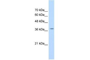 Image no. 2 for anti-RNA-binding protein Raly (RALY) (C-Term) antibody (ABIN2777755)