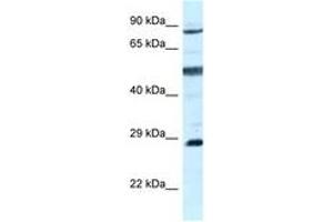 Image no. 1 for anti-Adenylate Kinase 7 (AK7) (AA 604-653) antibody (ABIN6747543)