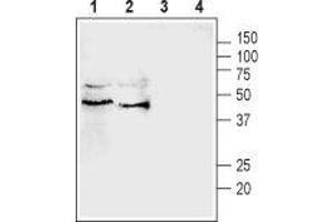 Western blot analysis of rat (lanes 1 and 3) and mouse (lanes 2 and 4) testis lysates: - 1,2.