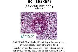 SH3KBP1 antibody  (N-Term)