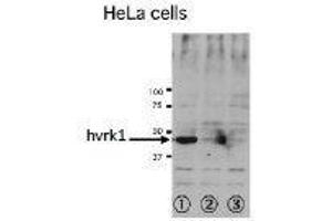 Image no. 7 for anti-Vaccinia Related Kinase 1 (VRK1) (N-Term) antibody (ABIN2452161)