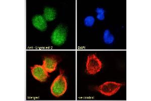 Image no. 4 for anti-Engrailed Homeobox 2 (EN2) (C-Term) antibody (ABIN185576)