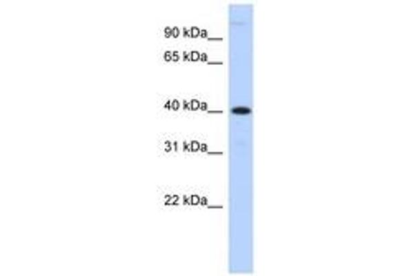 MPPE1 抗体  (AA 107-156)