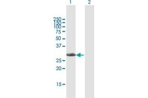 Western Blot analysis of CCND3 expression in transfected 293T cell line by CCND3 MaxPab polyclonal antibody.