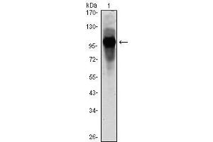 Image no. 1 for anti-Aryl Hydrocarbon Receptor Nuclear Translocator-Like (ARNTL) antibody (ABIN1105444)