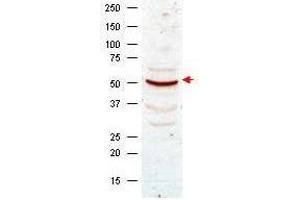 Image no. 2 for anti-Cyclin B1 (CCNB1) antibody (ABIN97948)