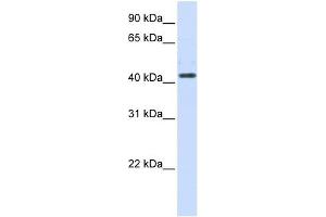 Image no. 1 for anti-Hydroxy-delta-5-Steroid Dehydrogenase, 3 beta- and Steroid delta-Isomerase 2 (HSD3B2) (N-Term) antibody (ABIN635014)