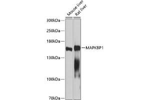 MAPKBP1 抗体  (AA 1-100)
