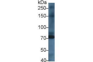 Image no. 1 for anti-Kell Blood Group, Metallo-Endopeptidase (KEL) (AA 439-713) antibody (ABIN5013824)