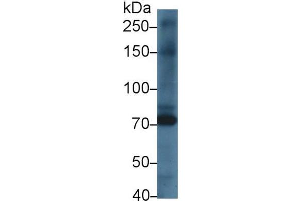 KEL 抗体  (AA 439-713)