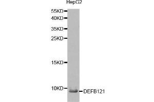 Image no. 1 for anti-Defensin, beta 121 (DEFB121) antibody (ABIN3021727)