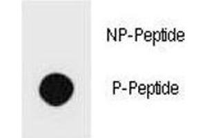 Image no. 1 for anti-Phosphatase and Tensin Homolog (PTEN) (pSer229) antibody (ABIN3032202)