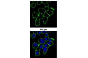 Image no. 1 for anti-Epidermal Growth Factor Receptor (EGFR) (C-Term) antibody (ABIN2854754)