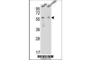Image no. 1 for anti-Forkhead Box N1 (FOXN1) (AA 350-378) antibody (ABIN655992)