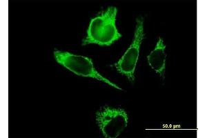 Image no. 2 for anti-Tu Translation Elongation Factor, Mitochondrial (Tufm) (AA 1-455) antibody (ABIN521152)