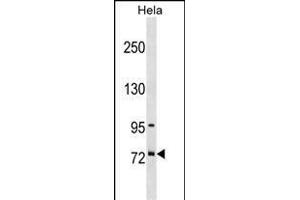 SF4 Antibody (Center) (ABIN1538361 and ABIN2848526) western blot analysis in Hela cell line lysates (35 μg/lane).