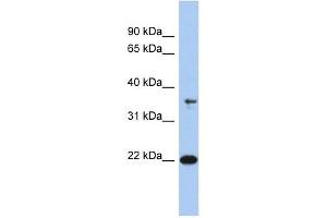 Image no. 1 for anti-Fas Apoptotic Inhibitory Molecule (FAIM) (N-Term) antibody (ABIN631583)