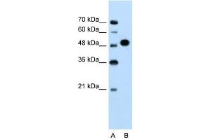 Image no. 1 for anti-Makorin Ring Finger Protein 1 (MKRN1) (N-Term) antibody (ABIN629785)