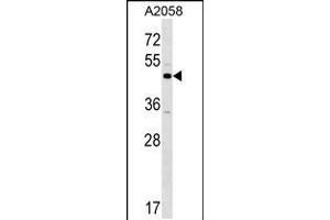 Image no. 1 for anti-XK, Kell Blood Group Complex Subunit-Related Family, Member 3 (XKR3) (AA 410-438), (C-Term) antibody (ABIN5538964)