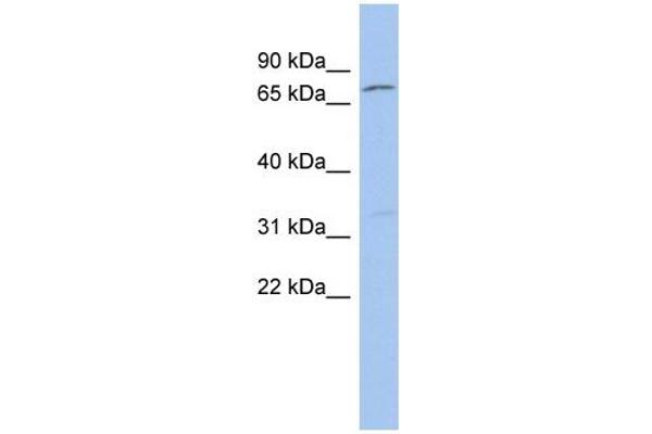 anti-Zinc Finger Protein 90 (ZNF90) (Middle Region) antibody