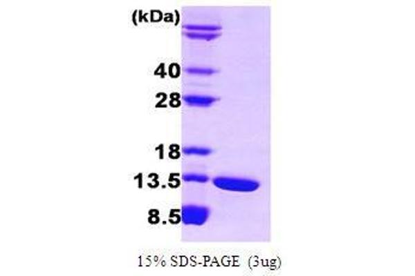 Fatty Acid Binding Protein 6, Ileal (FABP6) (AA 1-128) protein