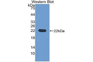 Image no. 1 for anti-Prepronociceptin (PNOC) (AA 20-176) antibody (ABIN1176128)