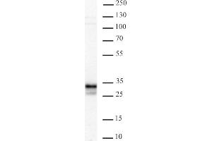 Image no. 1 for anti-Inhibitor of Growth Family, Member 5 (ING5) antibody (ABIN6972202)