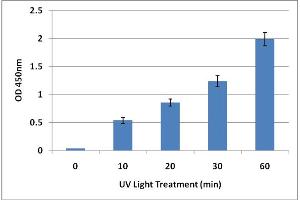 Cellular Assay (CA) image for UV-Induced DNA Damage ELISA Kit (ABIN2344965)