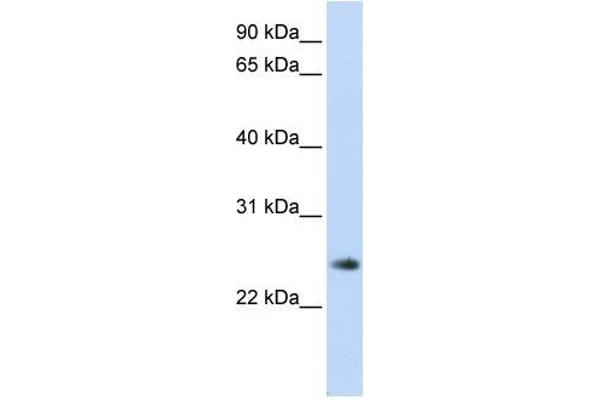 anti-Thymocyte Nuclear Protein 1 (THYN1) (Middle Region) antibody