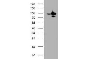 Image no. 1 for anti-Splicing Factor 3a, Subunit 1 (SF3A1) (AA 249-568) antibody (ABIN1491275)
