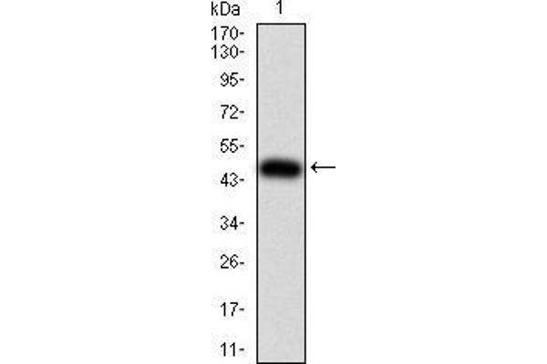 anti-Interleukin 28A (Interferon, lambda 2) (IL28A) (AA 1-200) antibody