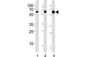 Image no. 2 for anti-Proto-oncogene tyrosine-protein kinase Src (Src) (AA 1-30) antibody (ABIN3029561)