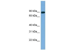 Image no. 1 for anti-Actin Filament Associated Protein 1 (AFAP1) (Middle Region) antibody (ABIN2787272)