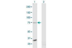 Image no. 1 for anti-Relaxin/insulin-Like Family Peptide Receptor 1 (RXFP1) (AA 1-757) antibody (ABIN1329144)